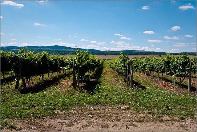  1030394-008-20110807