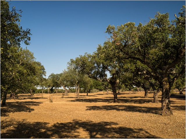  9064269-011-20170906