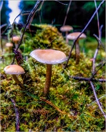 Close to the bottom of the forest you will find these, and if you're lukcy you'll see small people sitting on them. . .