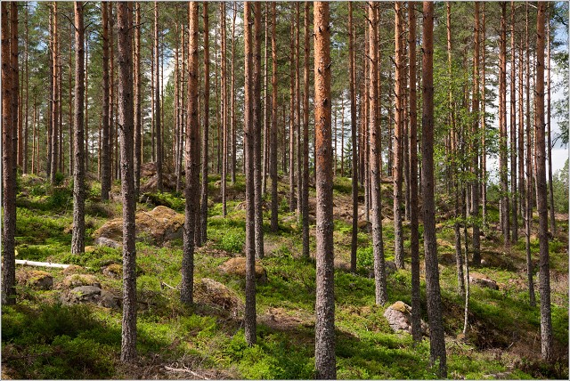 810 7958-013-20190701