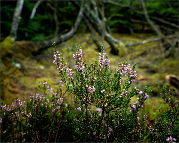  XT35477-005-20210912