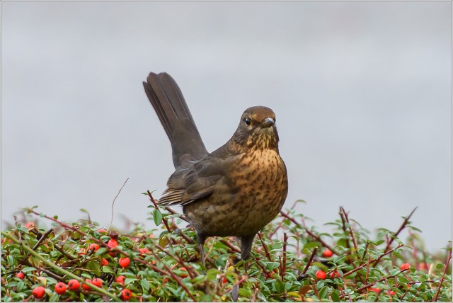  8102680-020-20221222