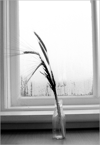 #0045 - Kentmere Pan 200 - XT-3 Stock - 2025-11-08-0013-positive-20251108