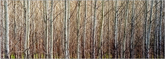 2025-04-19-0006-positive-002-20250419