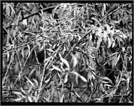 Bronica ETRSi | Bronica  | Kentmere Pan 400 400

Digitized with Nikon D810/Sigma 105mm Macro | Cinestill CS-Lite | Valoi 360

Home developed in XT-3 Stock | 9:00/20C | Agitation