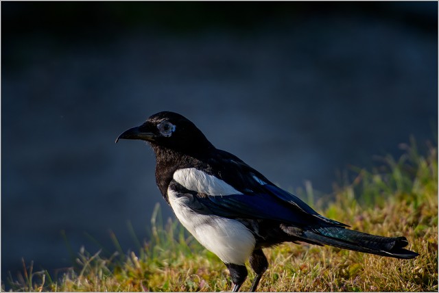  8102007-001-20220809