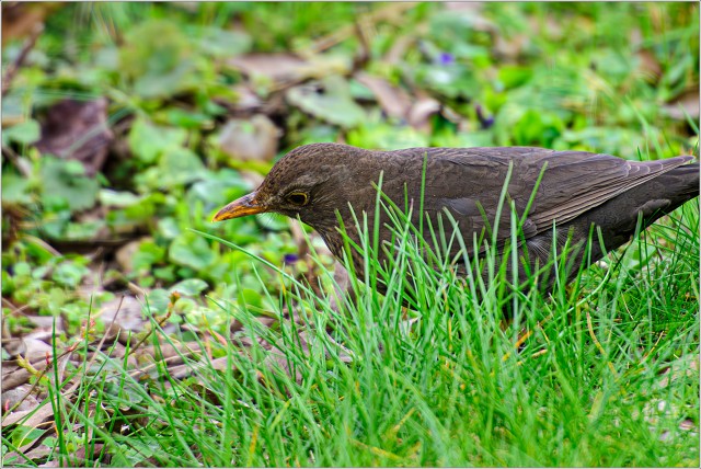  8105339-Enhanced-NR-005-20240318