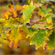 The Acorn is missing, did it fall out, or did someone nip it. We will never know.
.
.
.