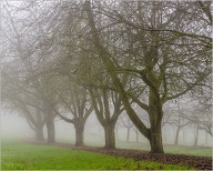 It can still be green, even in the middle of winter. Still does not mean that it's not cold!
.