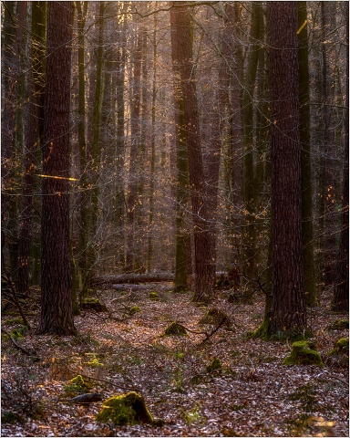 810 6493-Edit-79-022-20190322