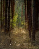 Another forest photo, I hope that I one day will run in a deer which is not too shy.