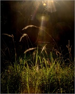 A hare, four deersand a very angry squirrel - but not in this photo.
.
.
.