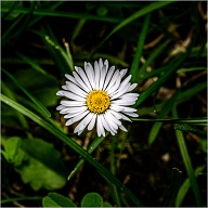 Still, they are among my favorite flower.
.
.