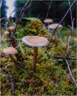 Close to the bottom of the forest you will find these, and if you're lukcy you'll see small people sitting on them. . .
