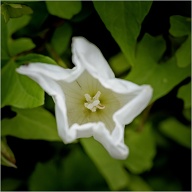 #Wild Morning Glory
#Perennial Herbaceous Vine
.
.