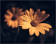 I really don't know what is with Heliopsis and me, but it could just be that they are easily accessible.
.
,