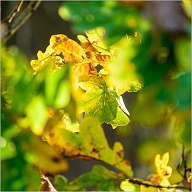 Sun and Autumn brings colors to the world.
.
.