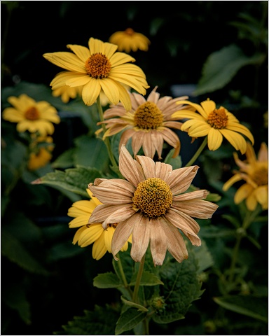  8109450-049-20200812