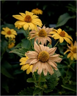 Without enough rain, this is how many gardens starts to look like.