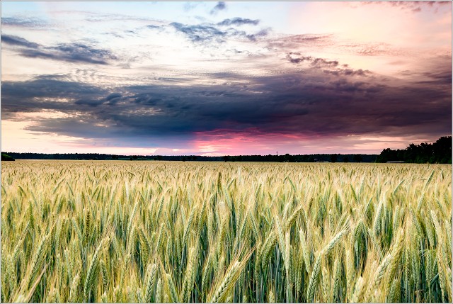 810 3100-019-20180531