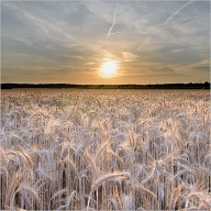 Yet another sunset, with a rye field in the foreground. This has become my favorite place for getting these kinds of photos.
