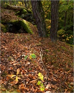 Somewhere up in the hills of Rhineland-Palatinate this was found during one of the last nice days of Autumn.