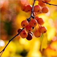 They should be edible, but I'm not that sure that I'll be happy to be the guinea pig ..
.
.
.