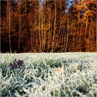 First morning with frosty Grass.
.
.