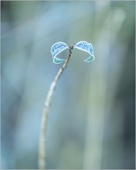 While out walking I saw this tiny branch with two lonely frosty leaves.
.
.