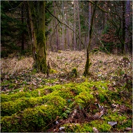 I was out and about in the nearby Forest a few weeks ago. I hope you like.
.
.
.