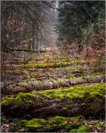 Possibly the last moss photos this spring... soon it will be too dry.