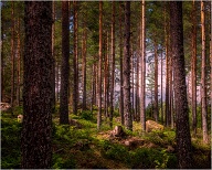 Somewhere in Småland, between a rain cloud I found this.
.
.
.