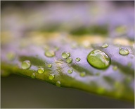 Waterdrops on a leaft, I don't know but I alwasys stop to have a look.