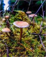 Close to the bottom of the forest you will find these, and if you're lukcy you'll see small people sitting on them. . .