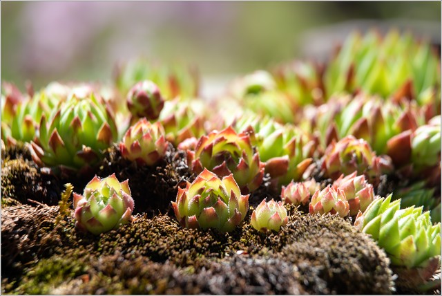  8100196-001-20210613