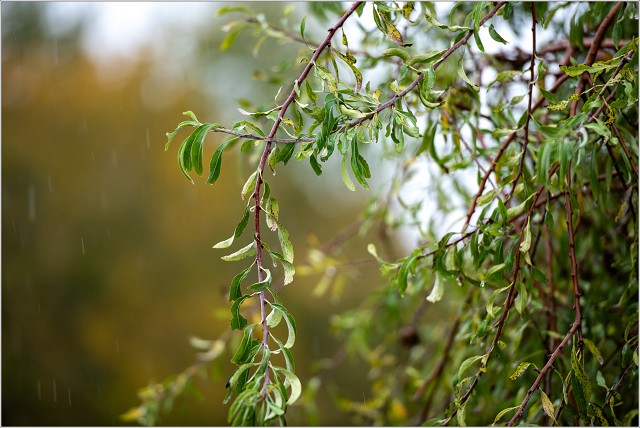  8106918-002-20251028