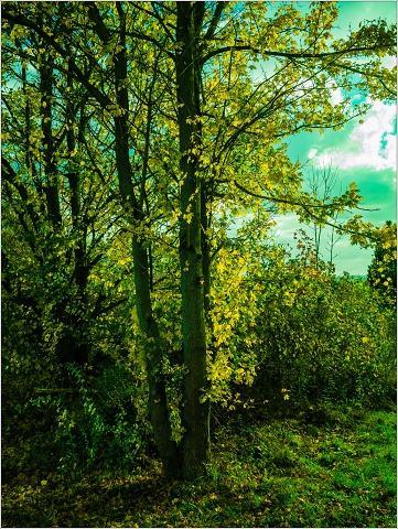  A304538-006-20171030