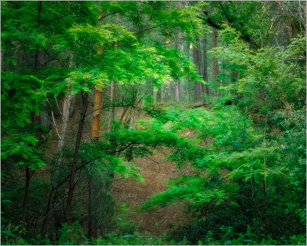  XT32341-Edit-063-20200610