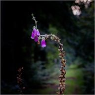 Poisonous - I have been told, but very pretty.