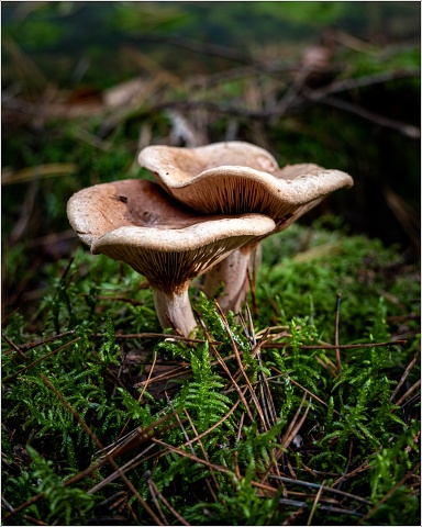  XT35046-076-20201025