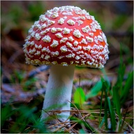 Been looking for this one (or similar) for some time. Today I had luck.