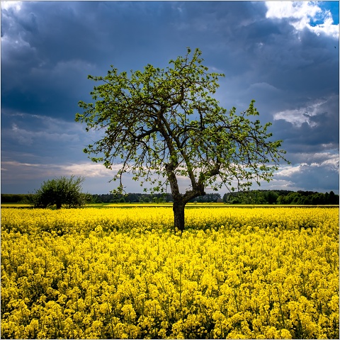  XT35245-002-20210513