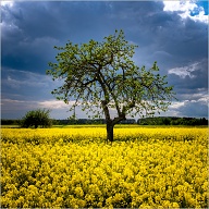 Raps flowes are fantastic, just this bright yellow color when they are hit by the sun.