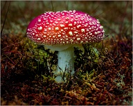 I always look for Amanita(s), their bright shiny red color stands out, but they are still not easy to find.