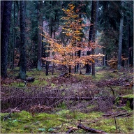 In the middle of all these gray giants this small one was still left showing it's last colors.
.
.