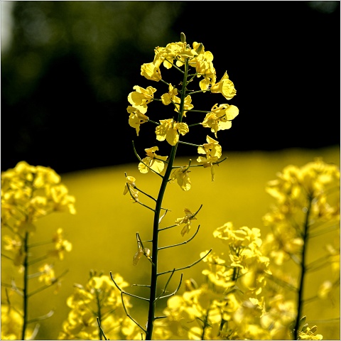  XT36721-137-20230518