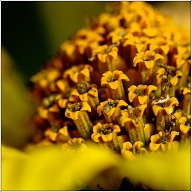 These really tiny things in flowrs, are actually quite facinating.
.
.
.