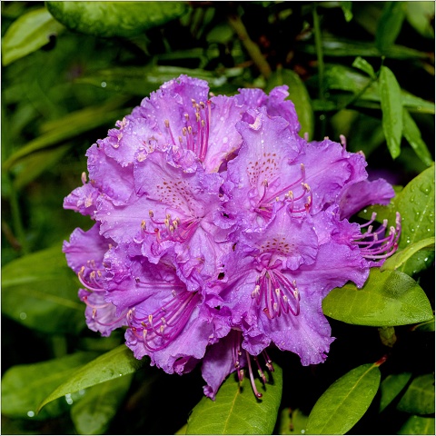 810 7385-007-20190520