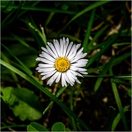 Still, they are among my favorite flower.
.
.