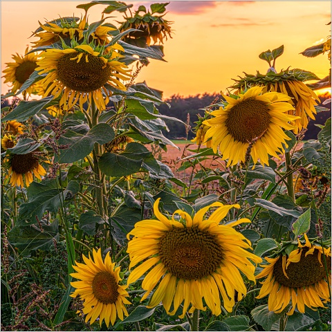 810 8141-HDR-010-20190803